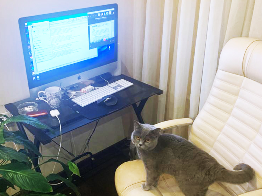 Cat.jpeg